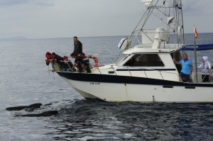 ver delfines con niños